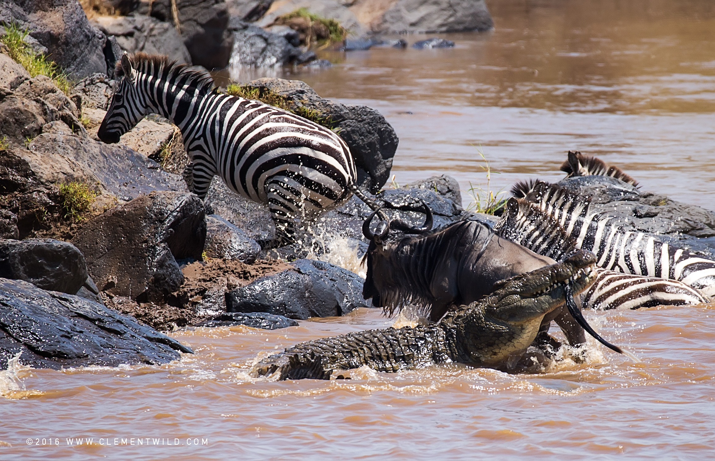 Wildebeest Migration Photography