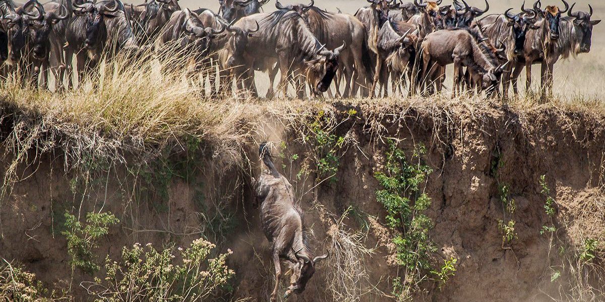 Migration River Crossing