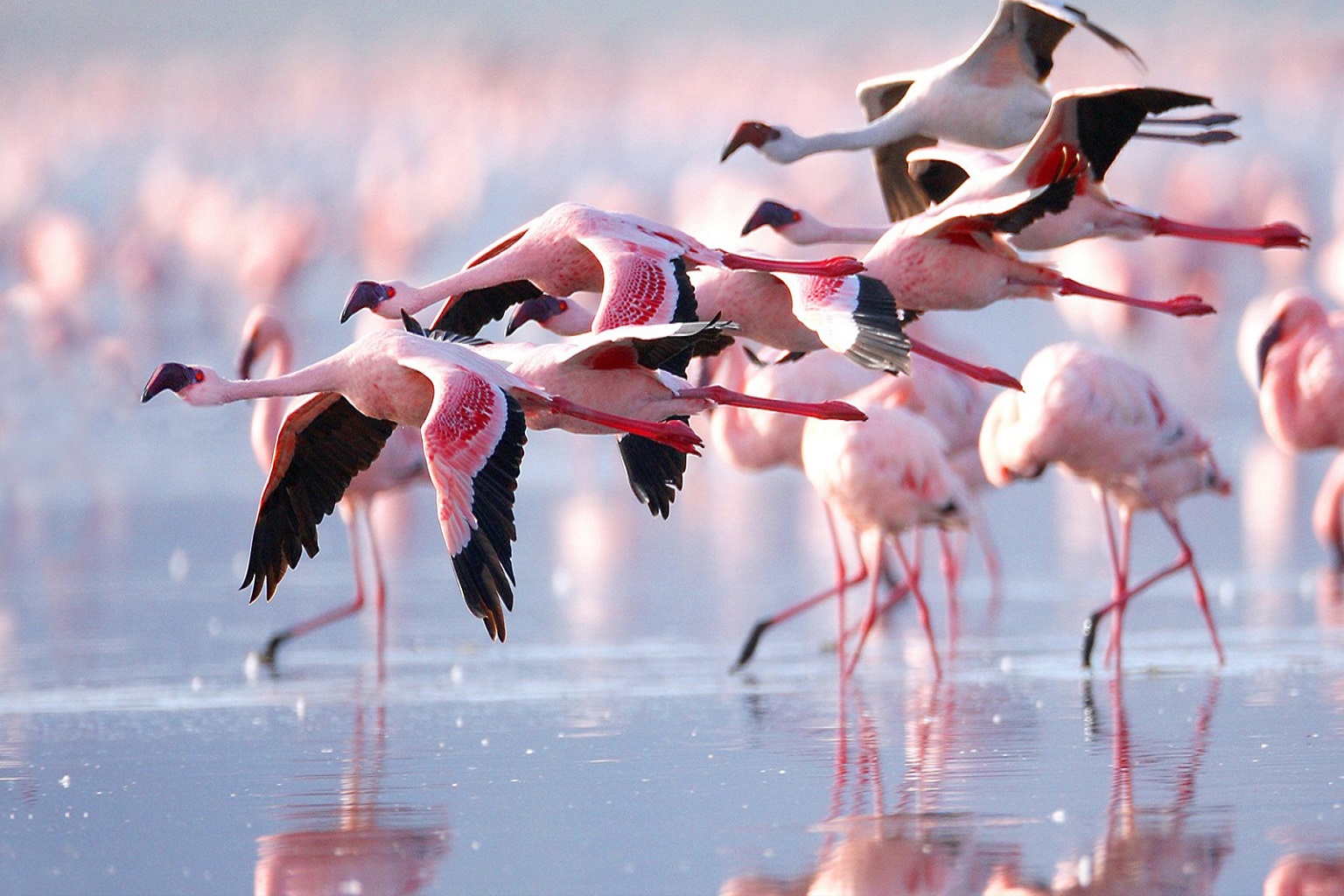 12-days-kenya-bird-watching-safari