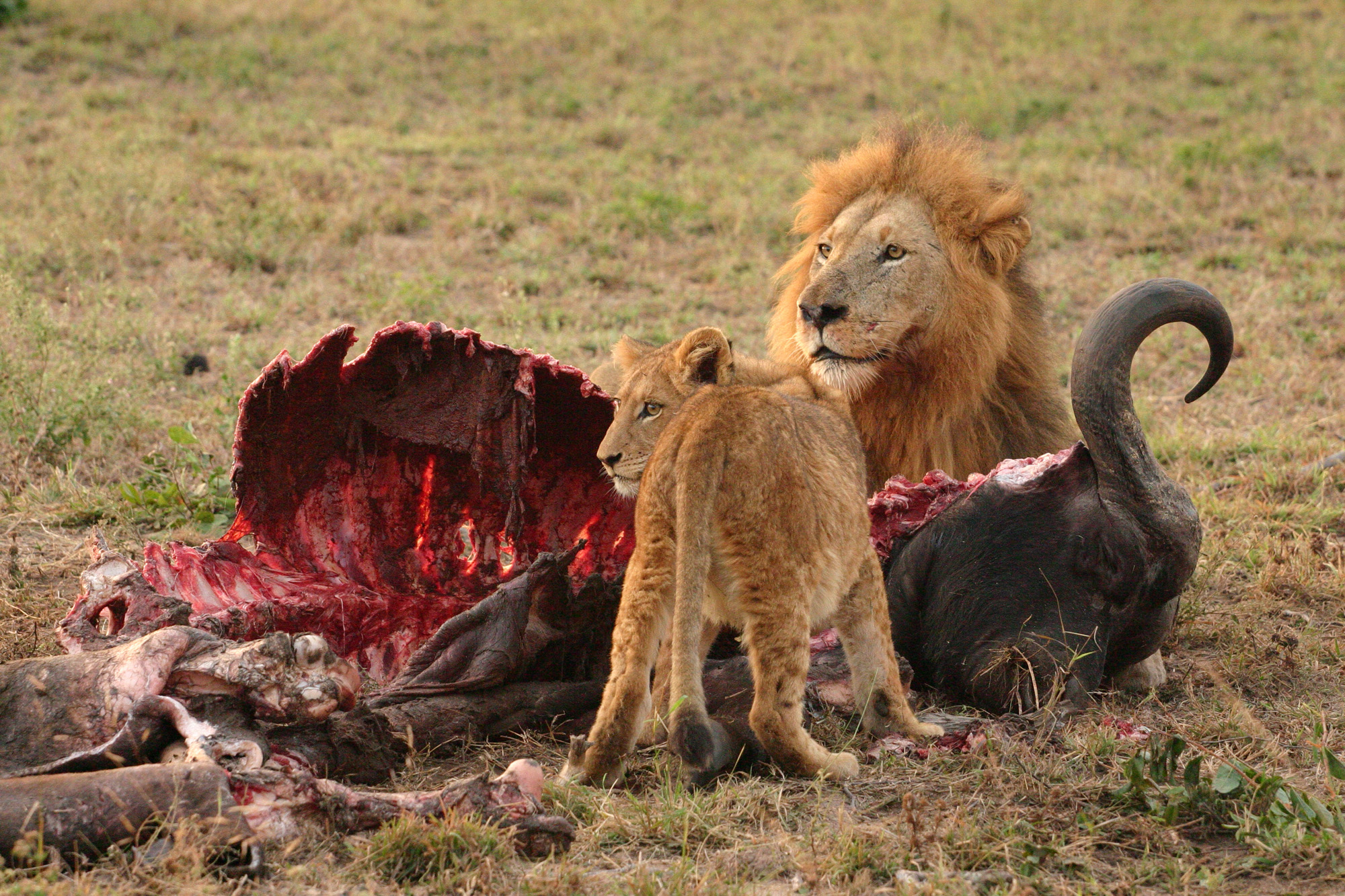 Savanna Predators
