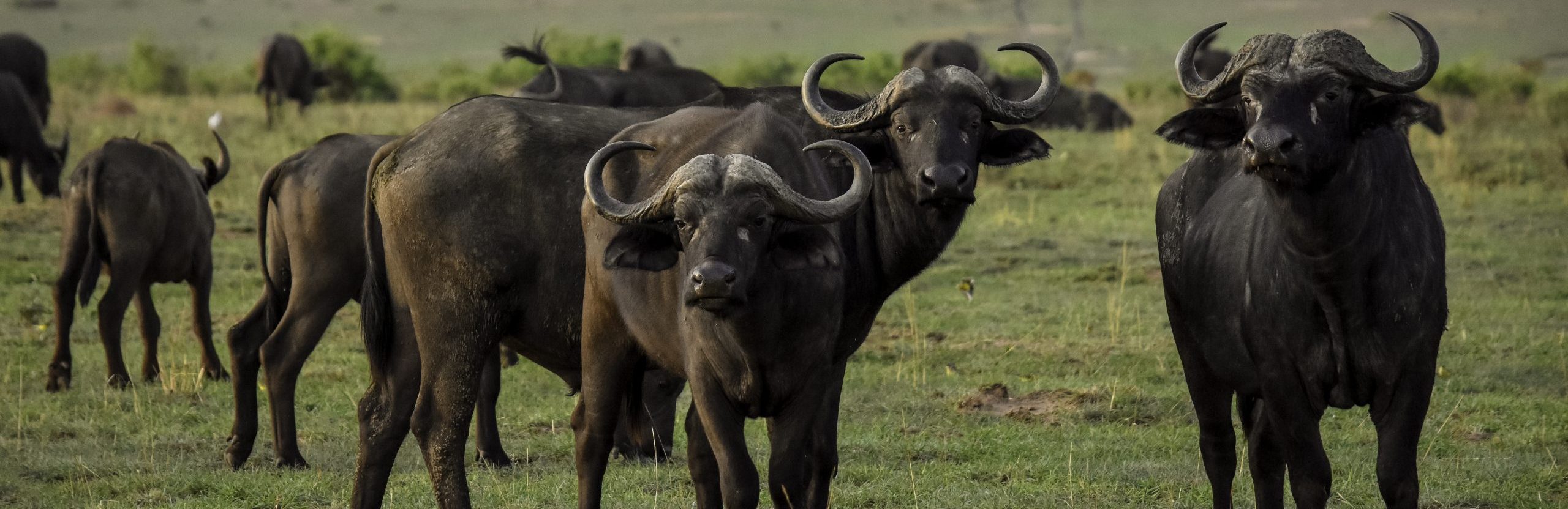 Game Drive and Boat Cruise on the Nile Murchison Falls National Park