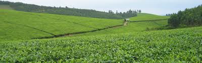 Nile irrigation