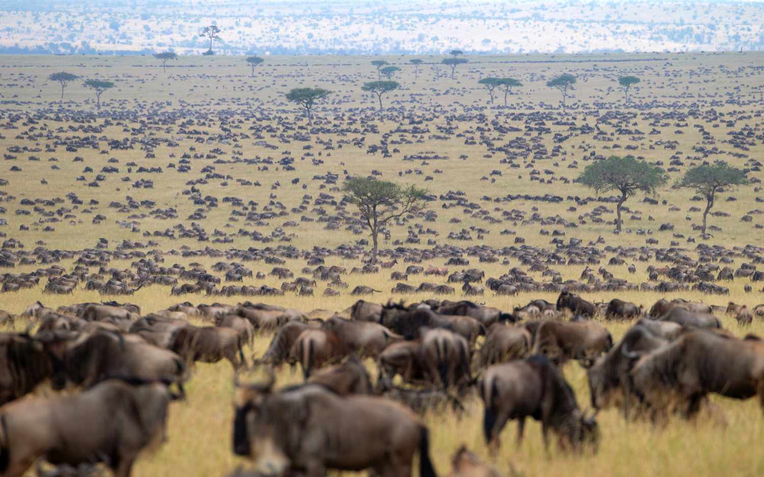Kenya Wildlife Migration