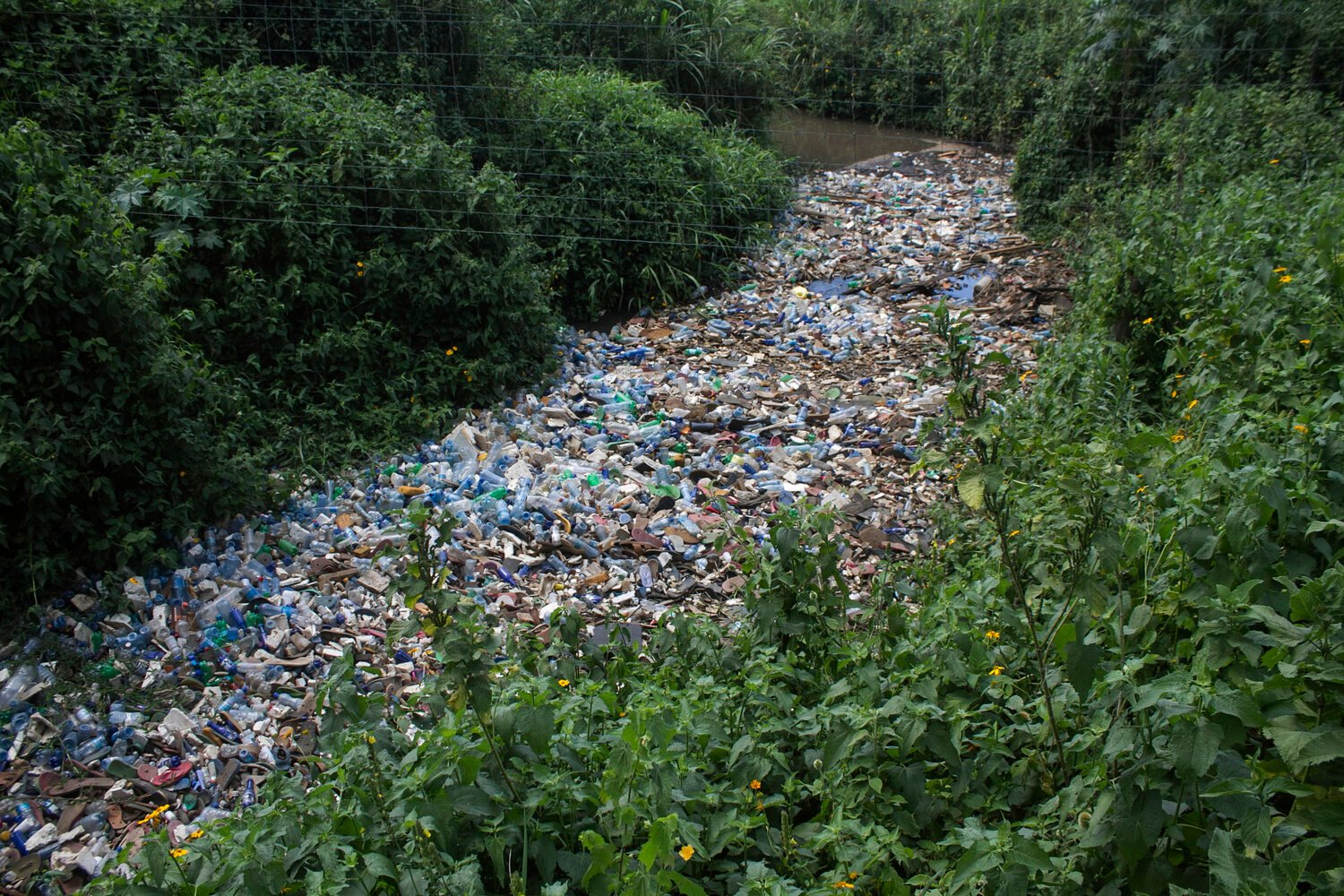 Lake Victoria Pollution