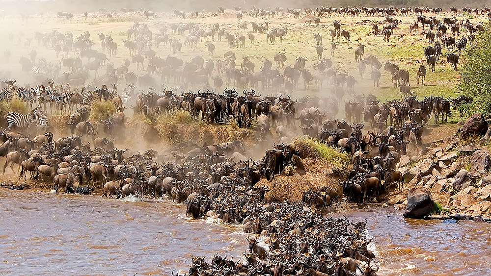 Best Time to See the Wildebeest Migration