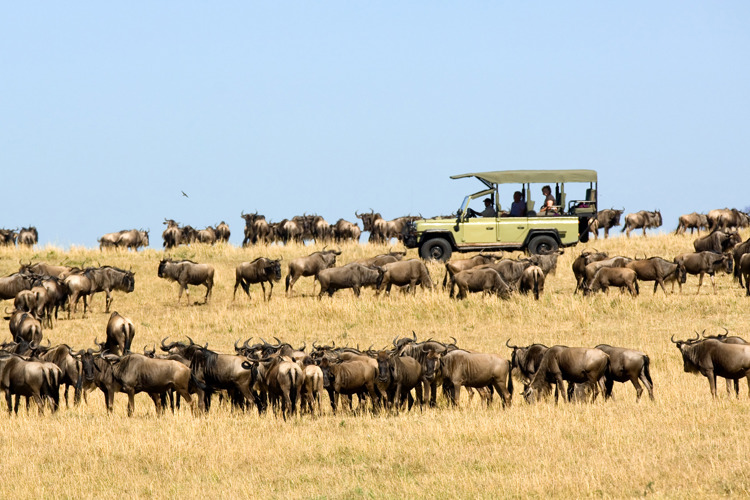 Tanzania Wildlife Migration