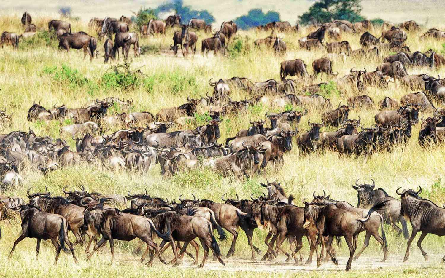 Masai Mara Migration