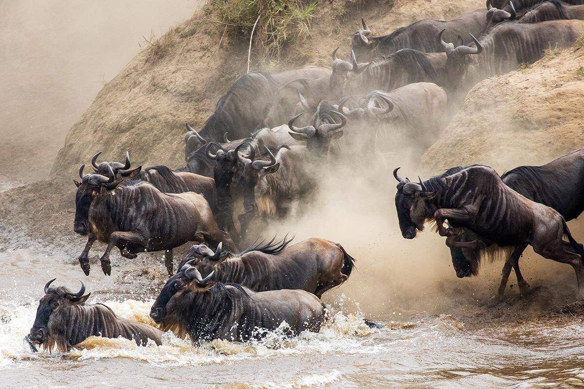Wildebeest migration guide