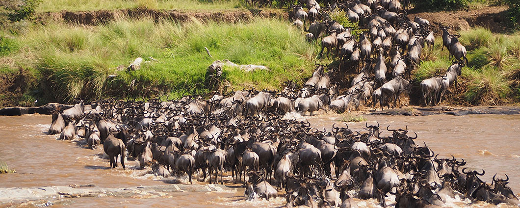 Mara River Crossing