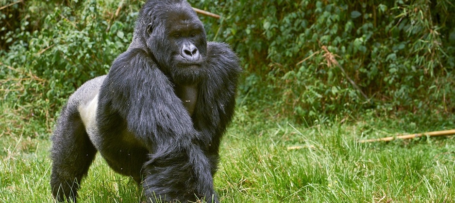 MGAHINGA NATIONAL PARK