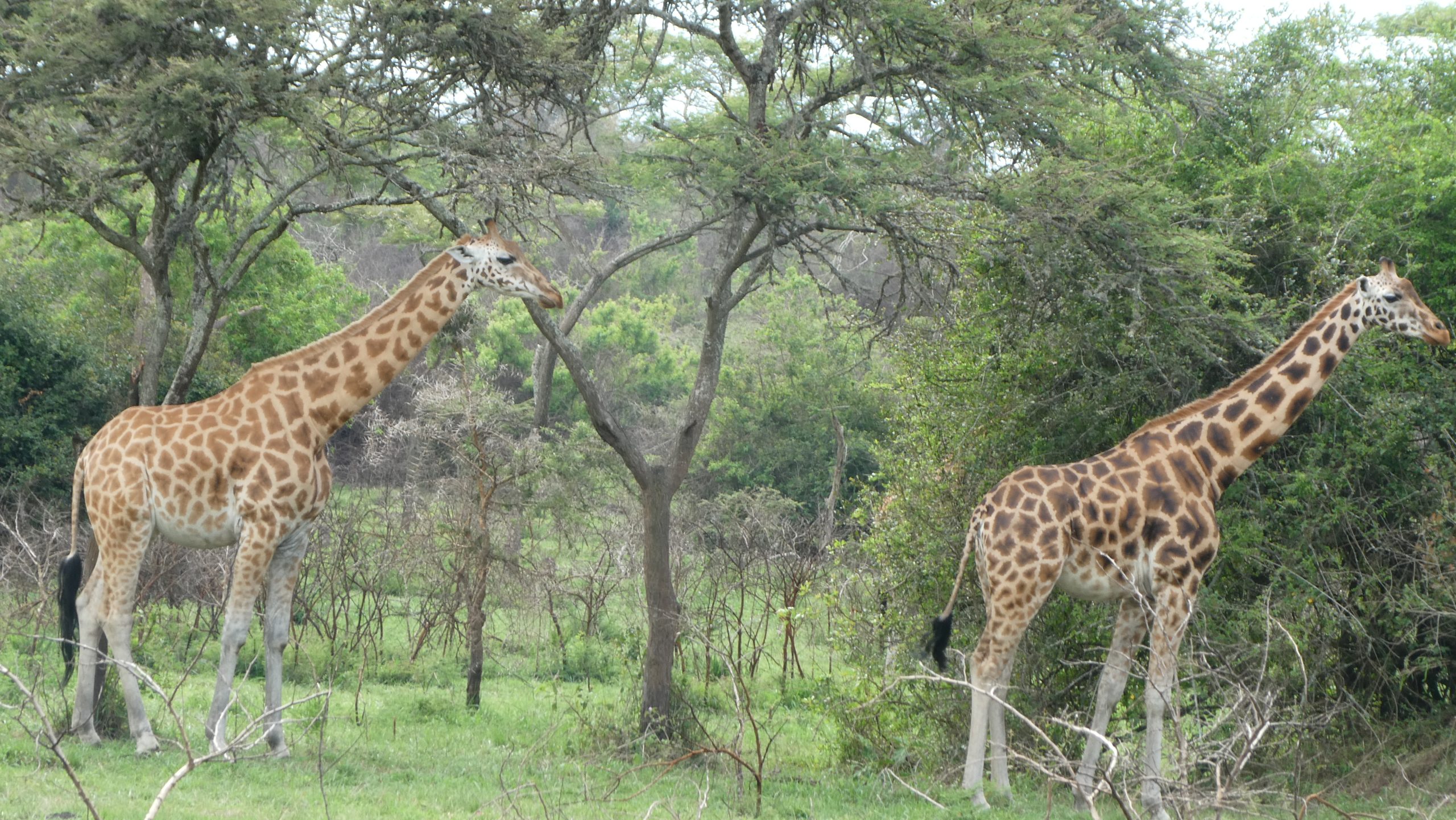 Uganda Safari Packages
