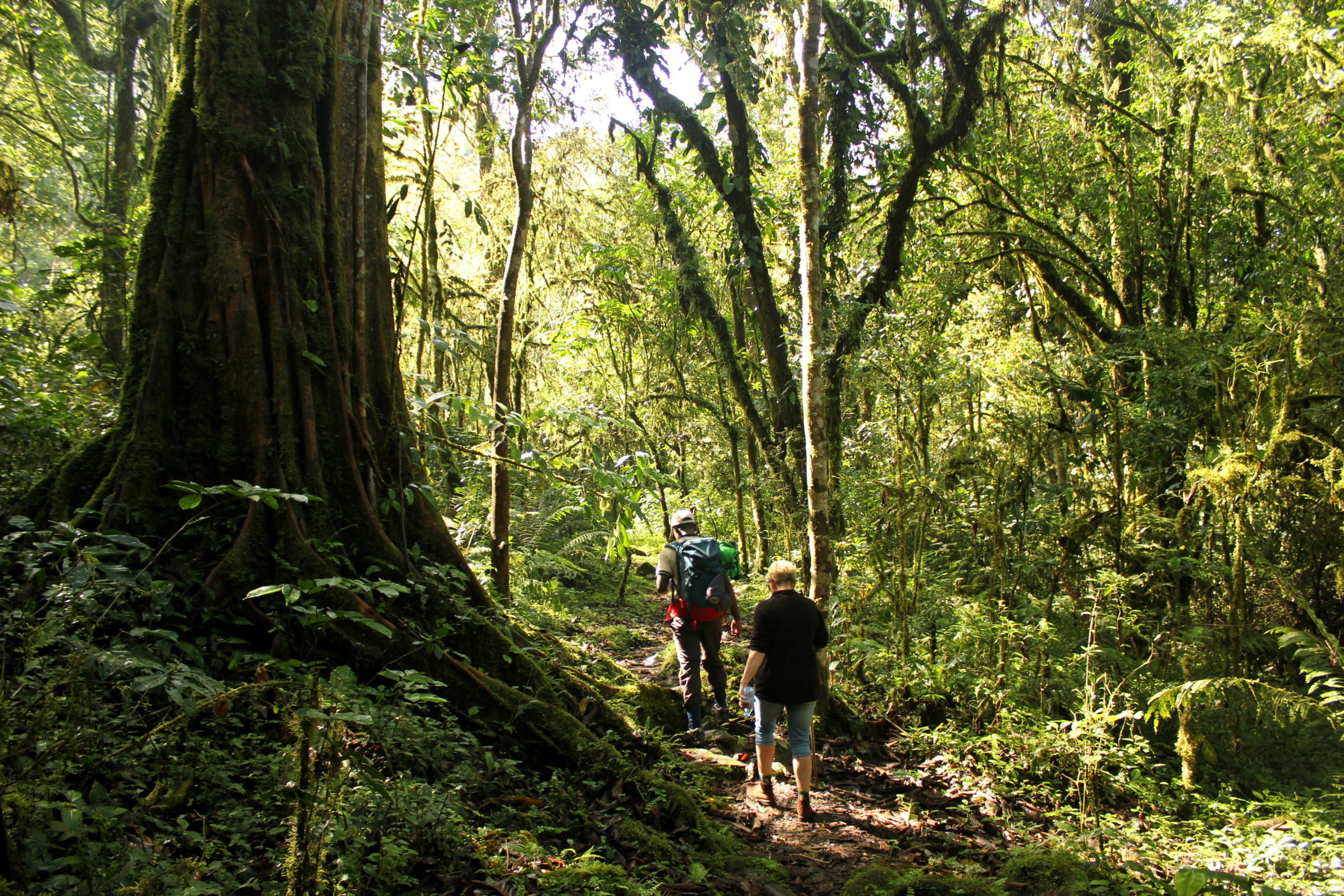 Mabira Forest Tours