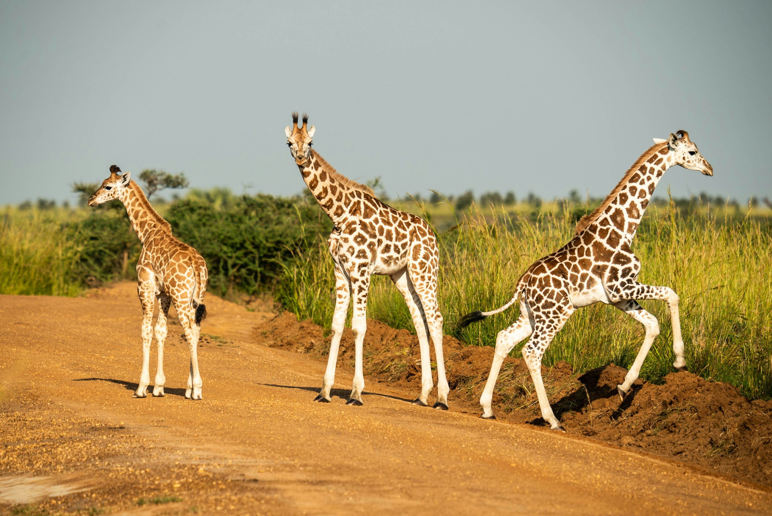 Uganda Adventure Tours
