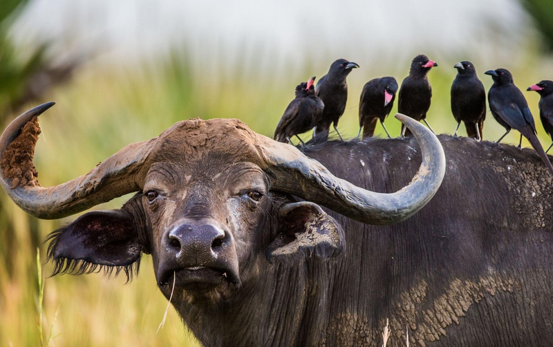 Uganda's Nature Activities