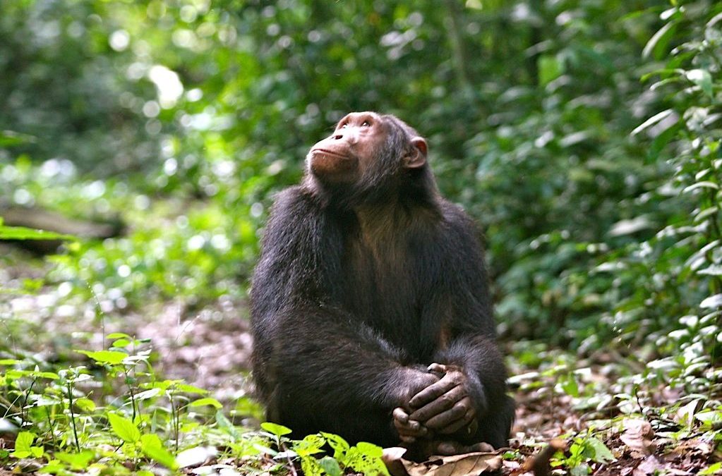 Kyambura Gorge Chimps