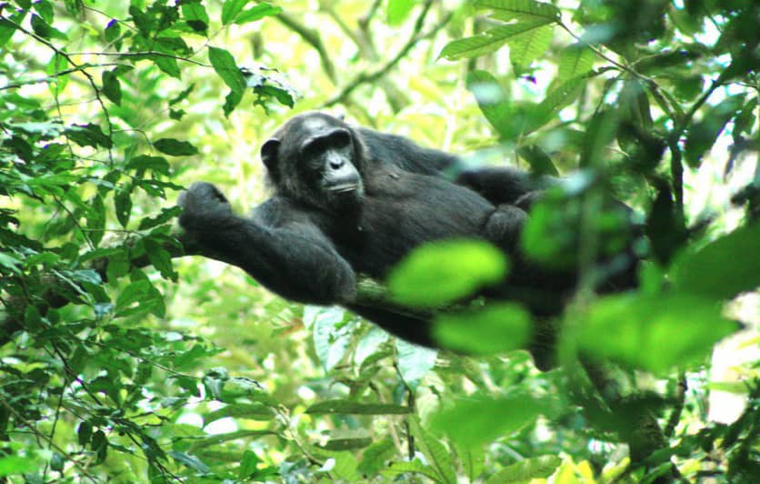 Nyankuruba Nature Reserve