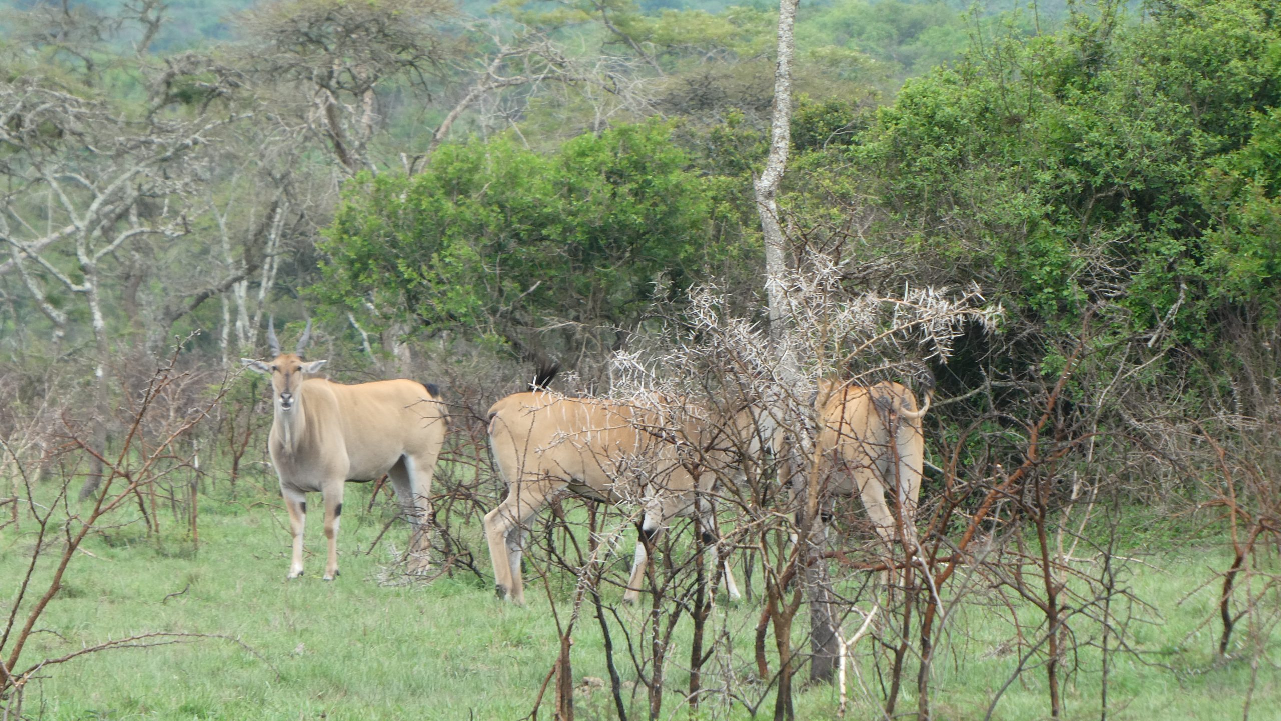 East Africa Safari Adventure