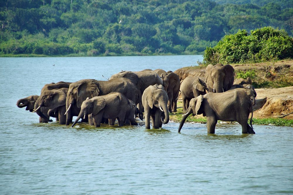 Uganda Safari Booking