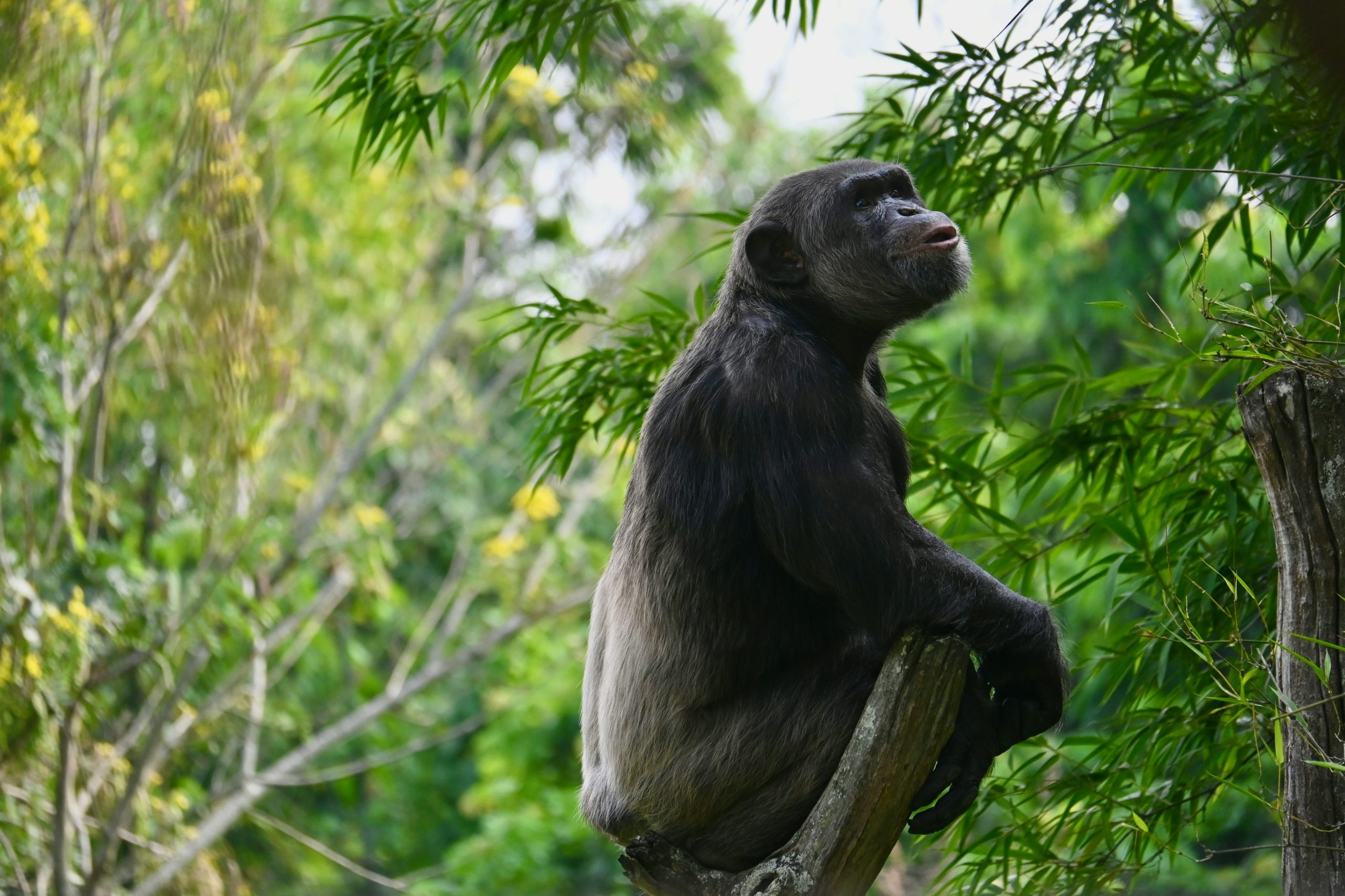 Kibale Chimpanzee Trekking