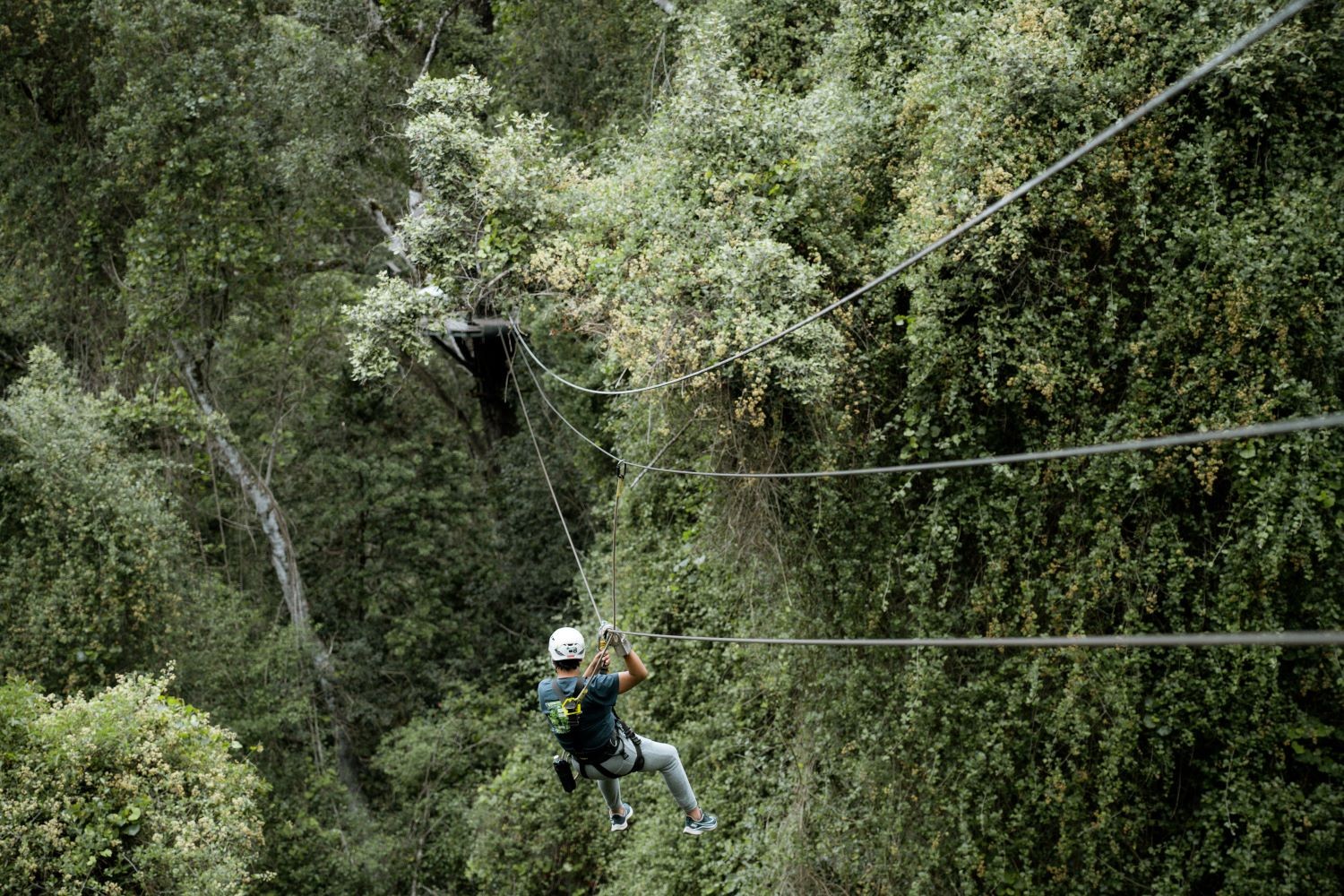 Zip Line Booking in Mabira Forest