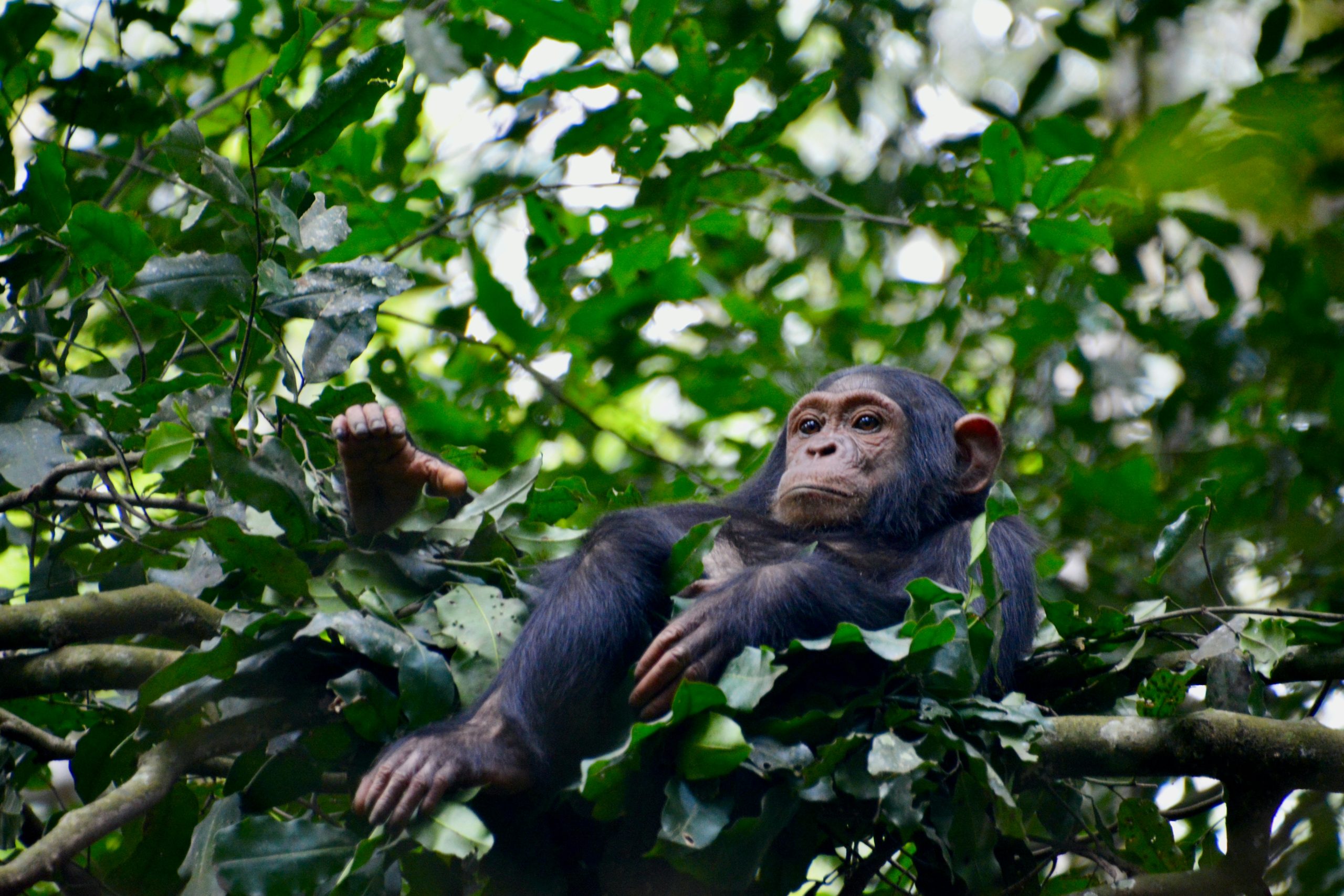 Uganda Chimp Trekking
