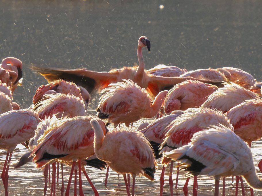 Bird Safari in Kenya