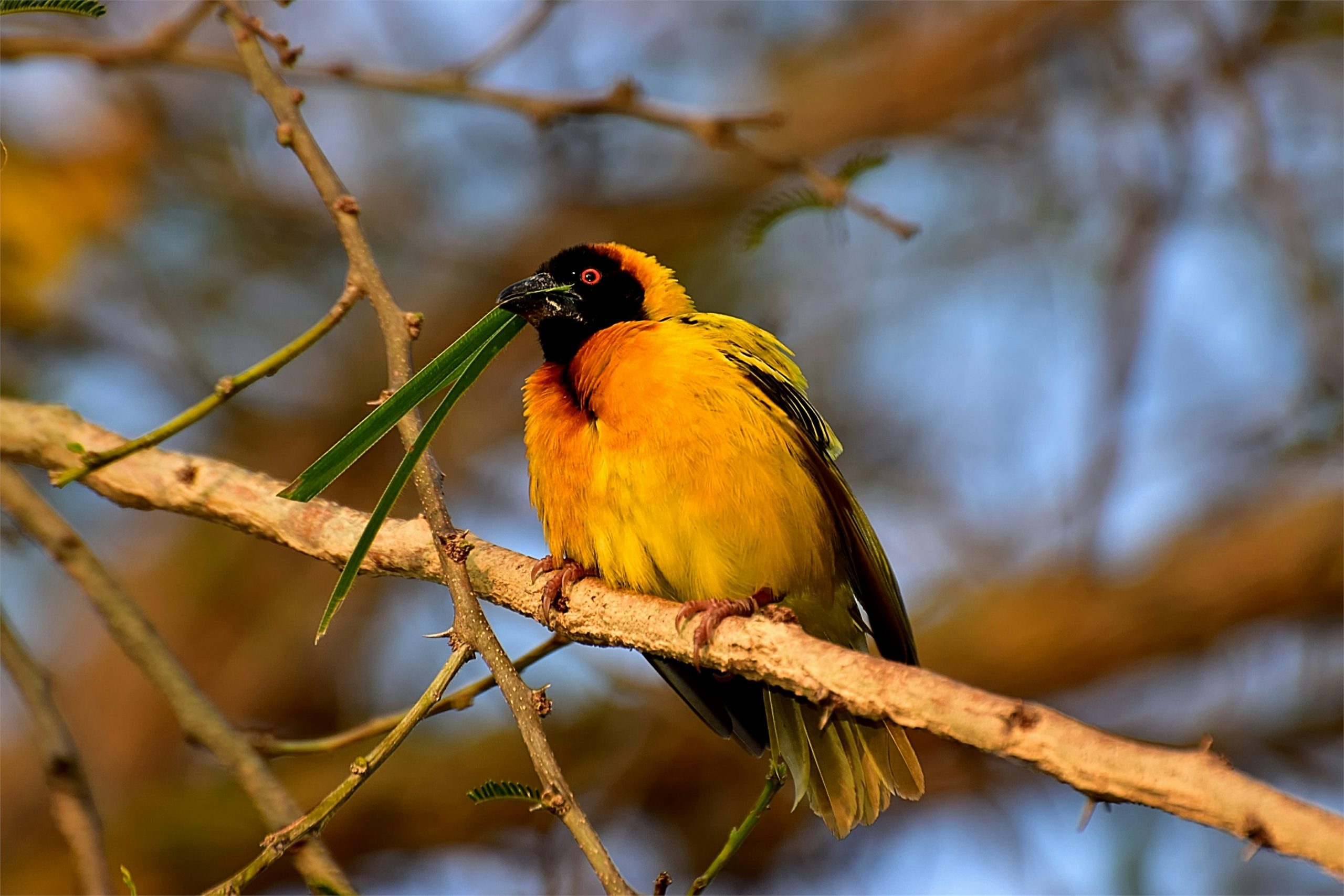 Uganda's Bird List