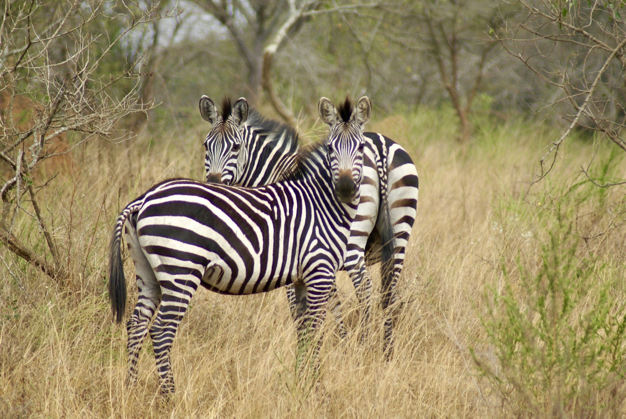 Uganda Tour Packages