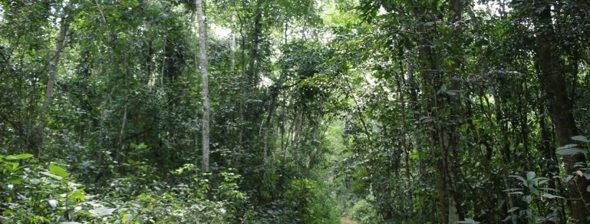 Mabira Forest Attractions