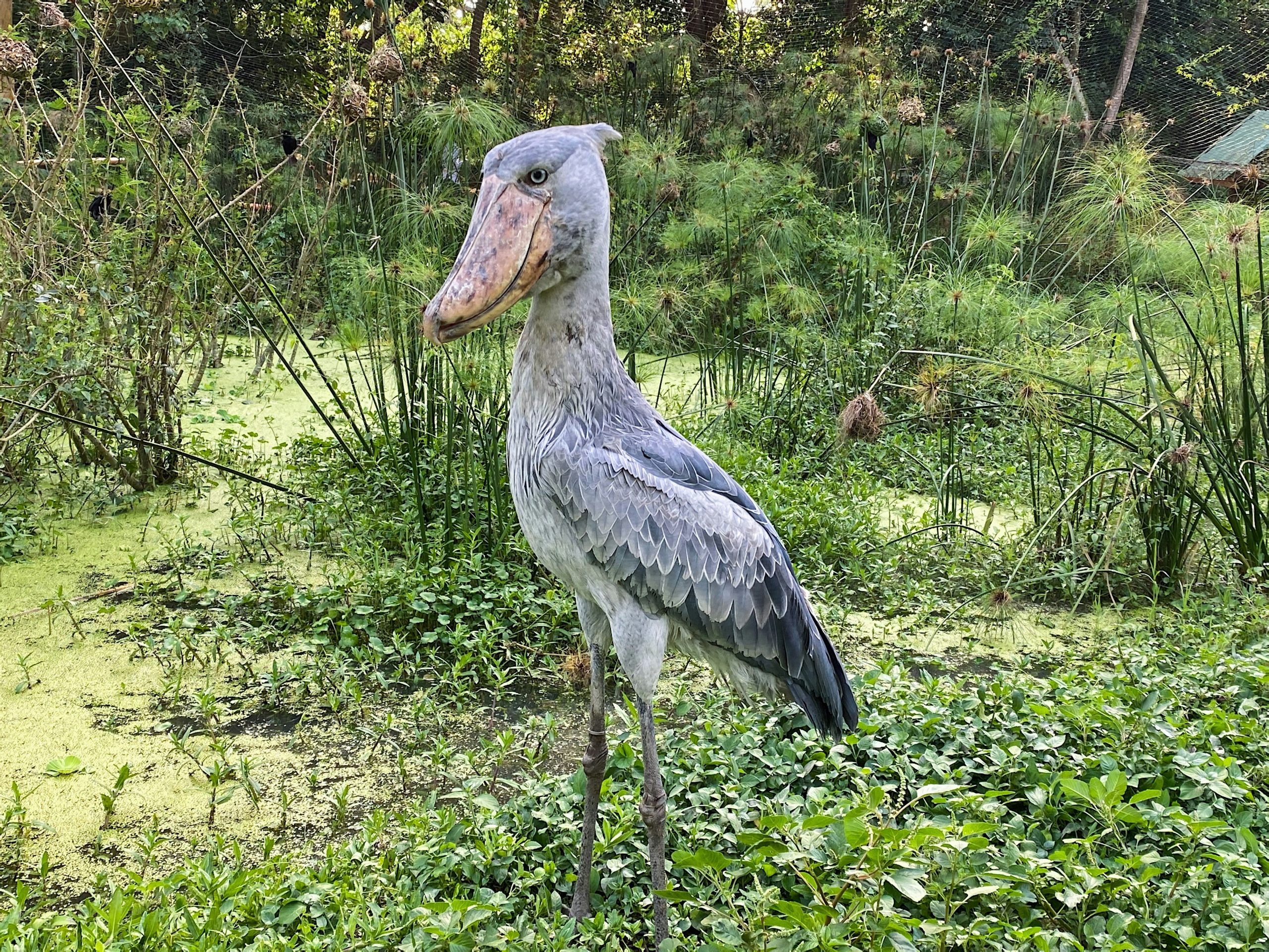 Bird Watching Destinations in Uganda