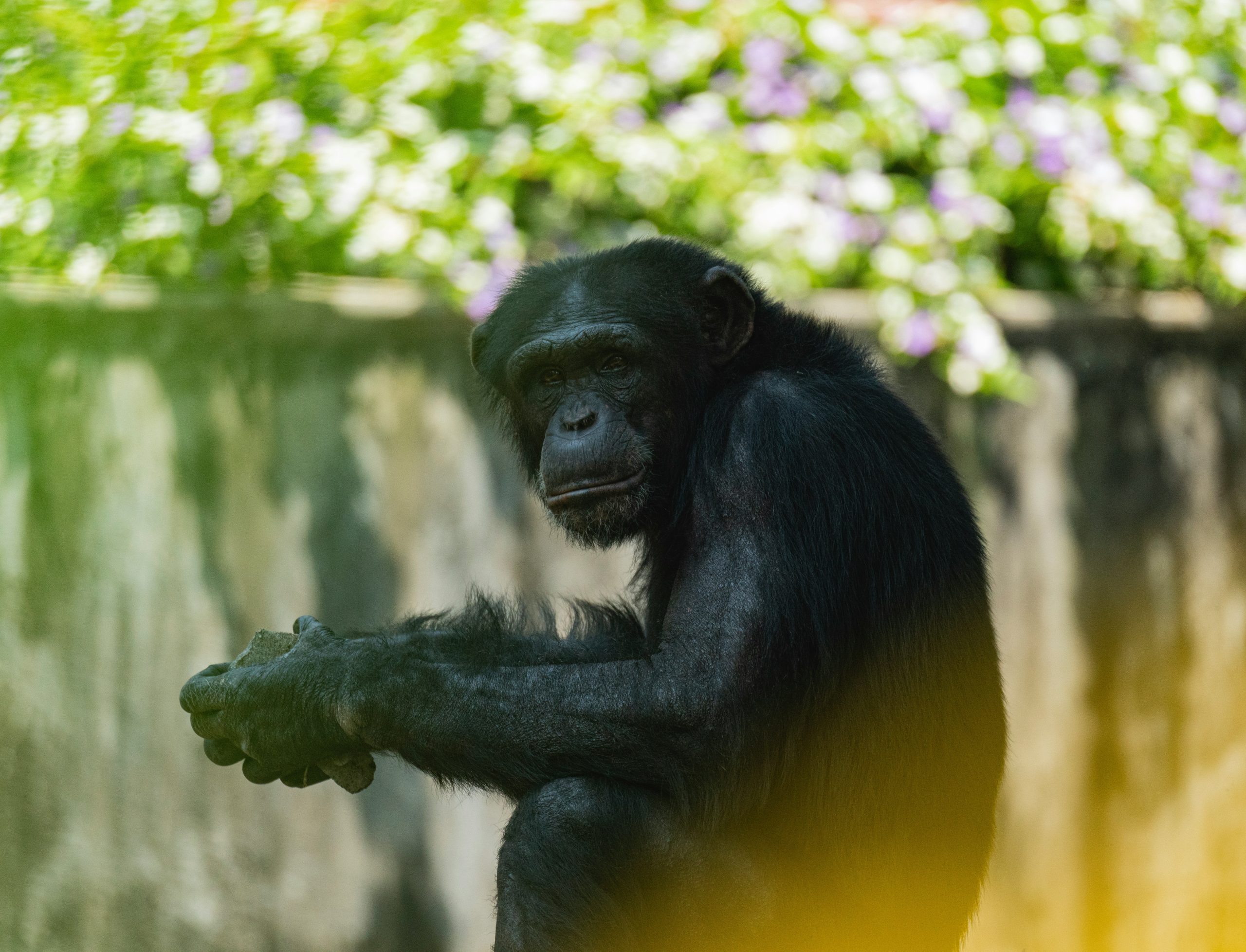 Chimpanzee Tracking in Uganda