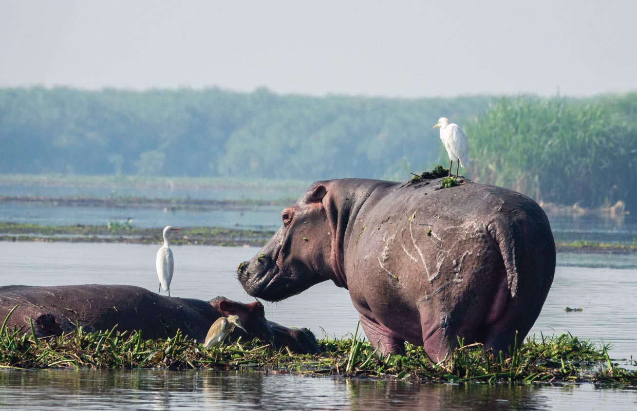 Murchison Falls Safari