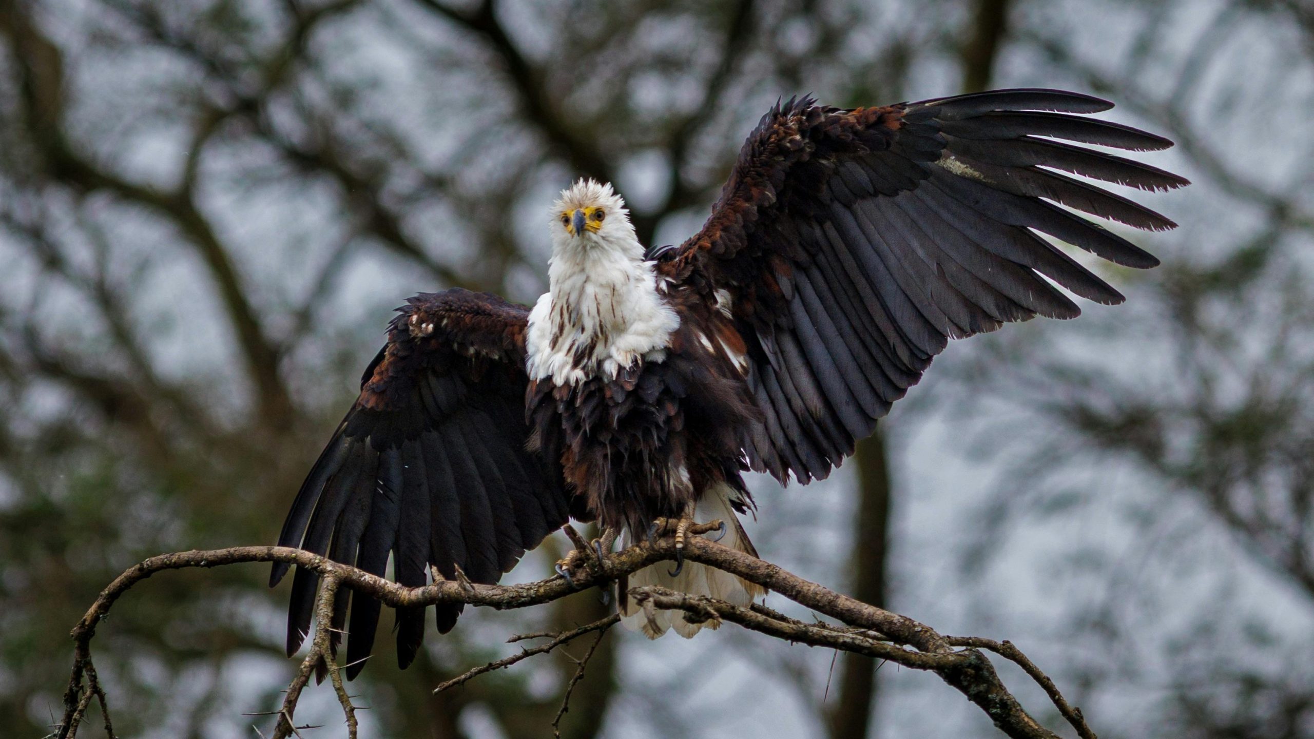 Uganda Wildlife and Birding Safari