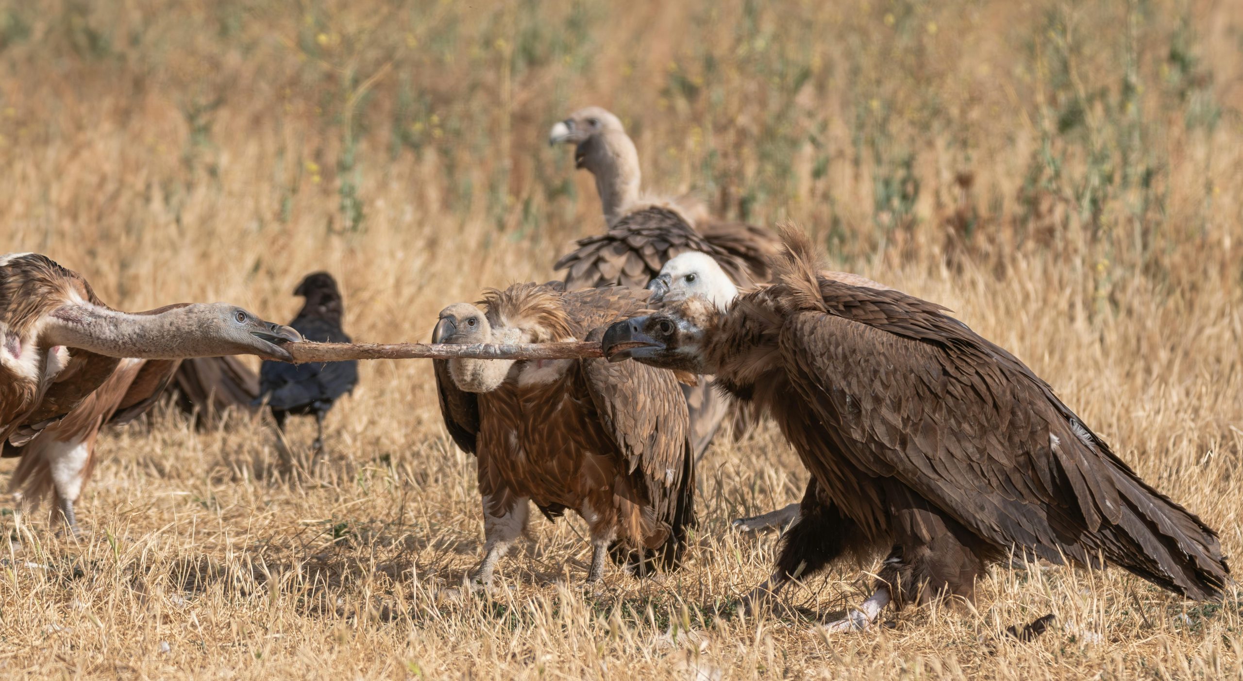 Uganda Birding Safari Packages