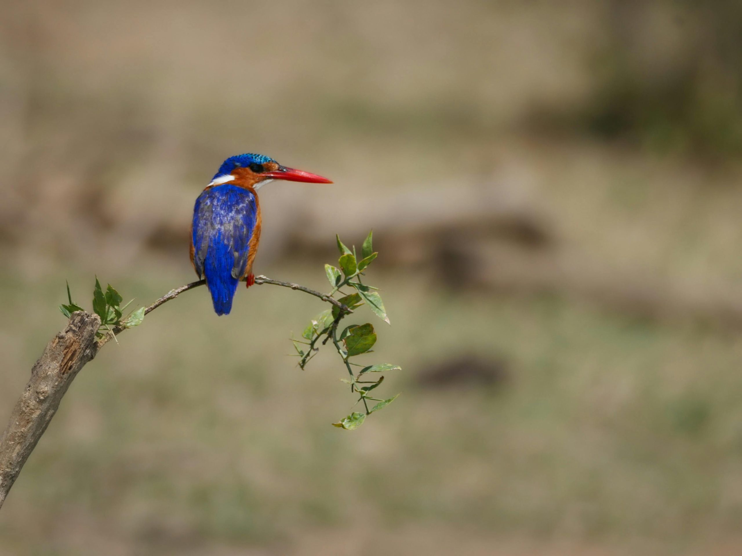 Uganda's Bird Species