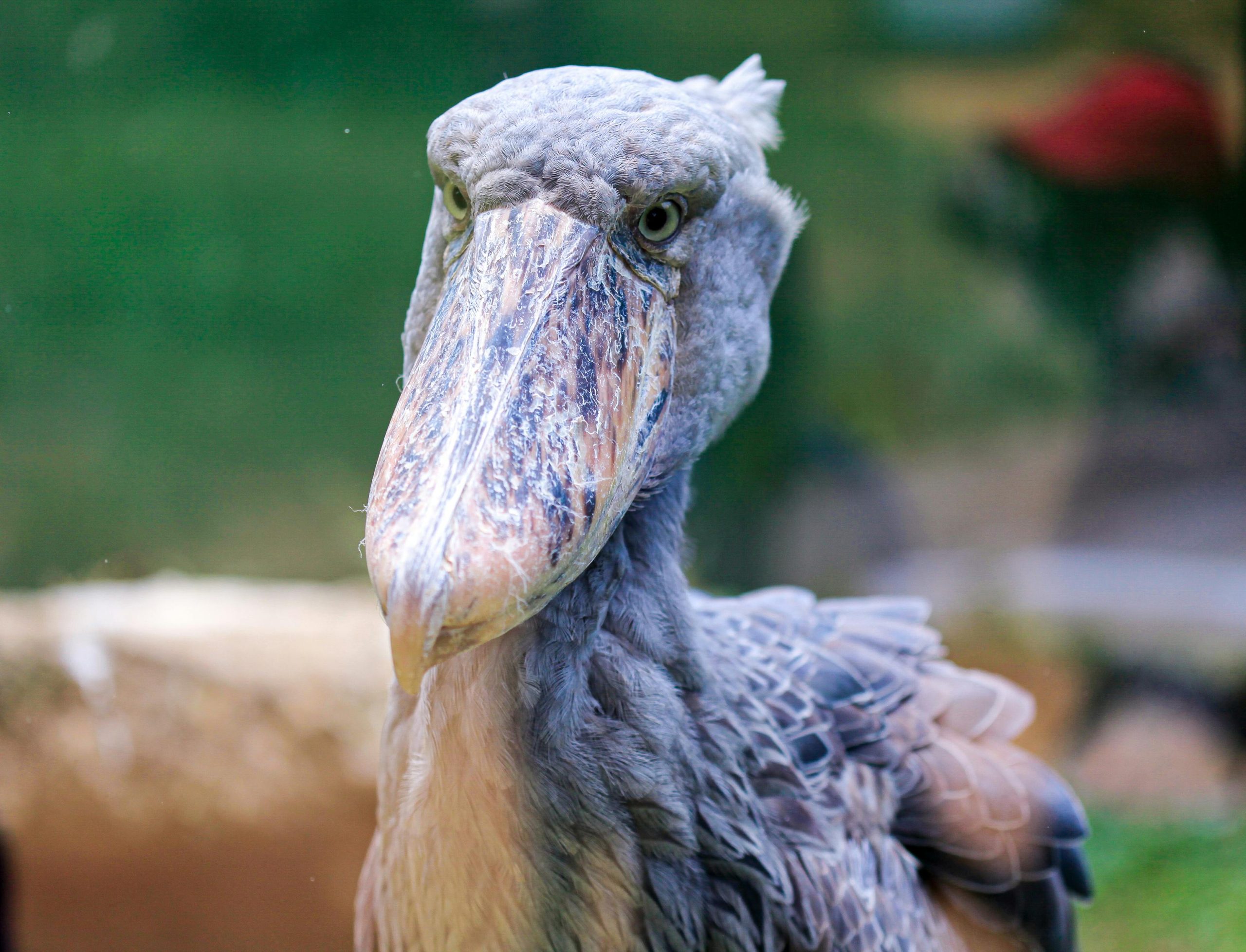 Bird Watching Holidays in Uganda