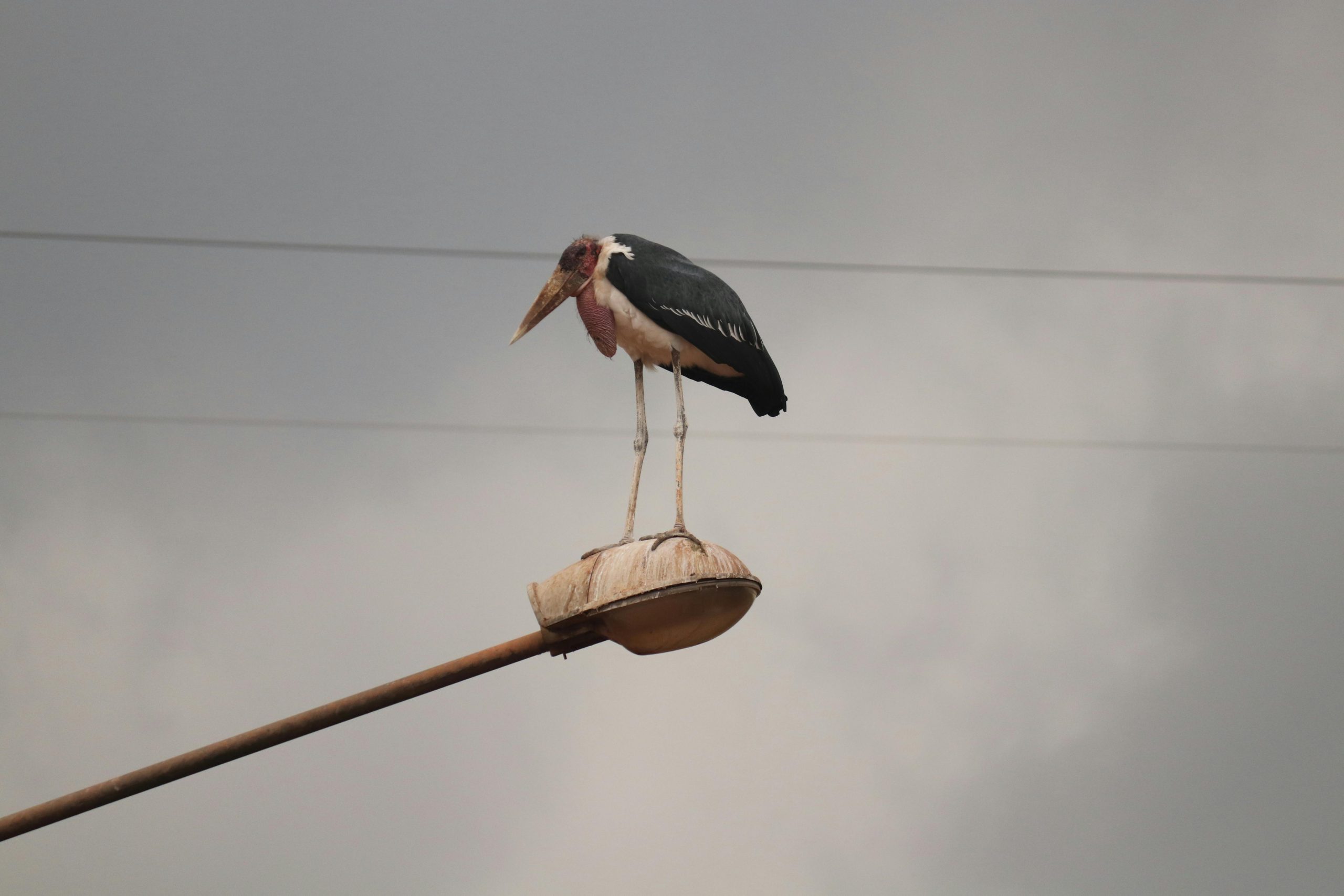 Bird Photography Safari in Uganda