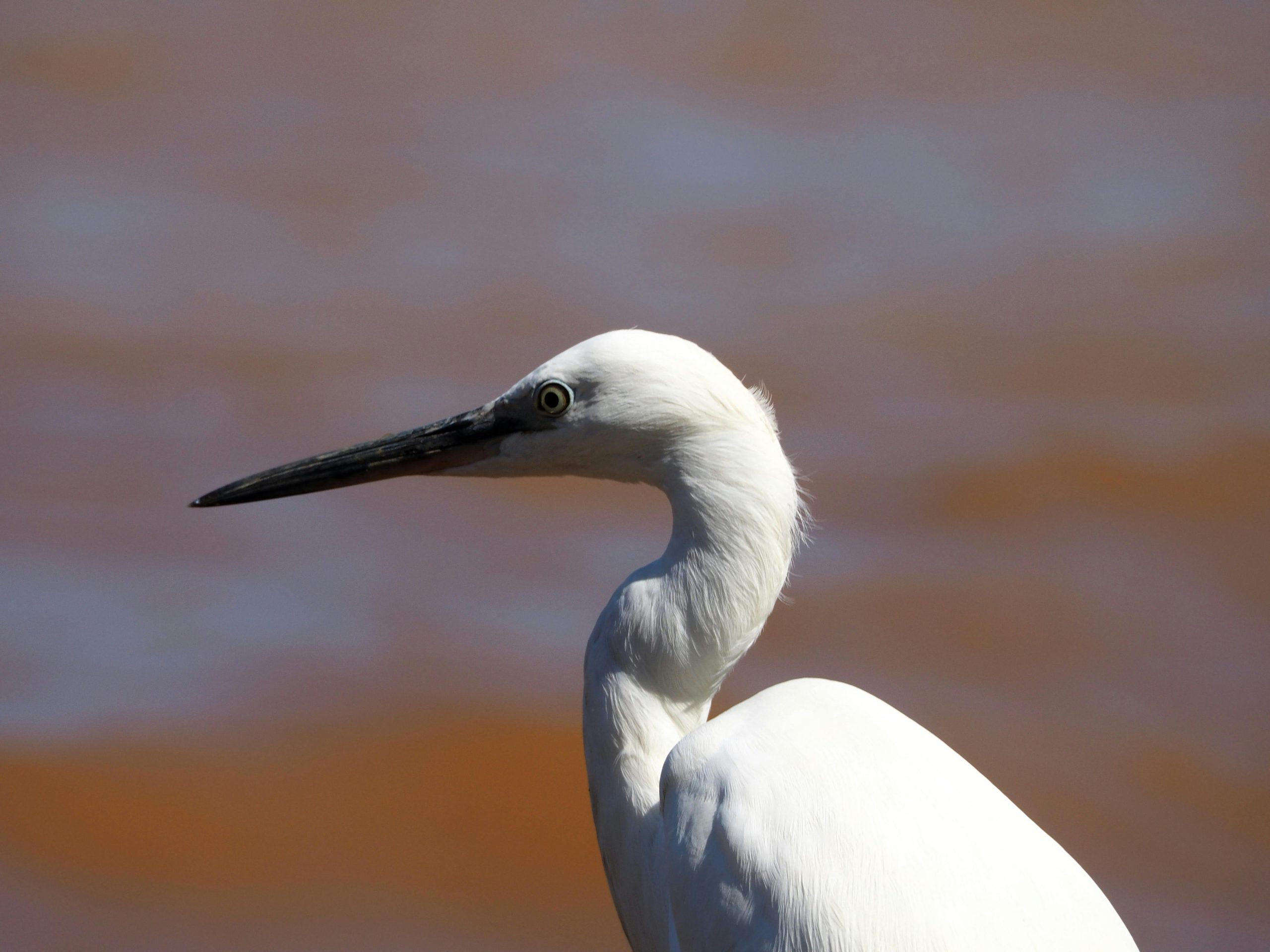 Uganda Birding Tour Packages