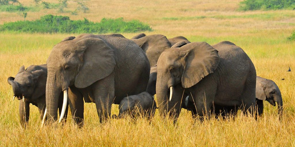 Uganda Travel Experiences