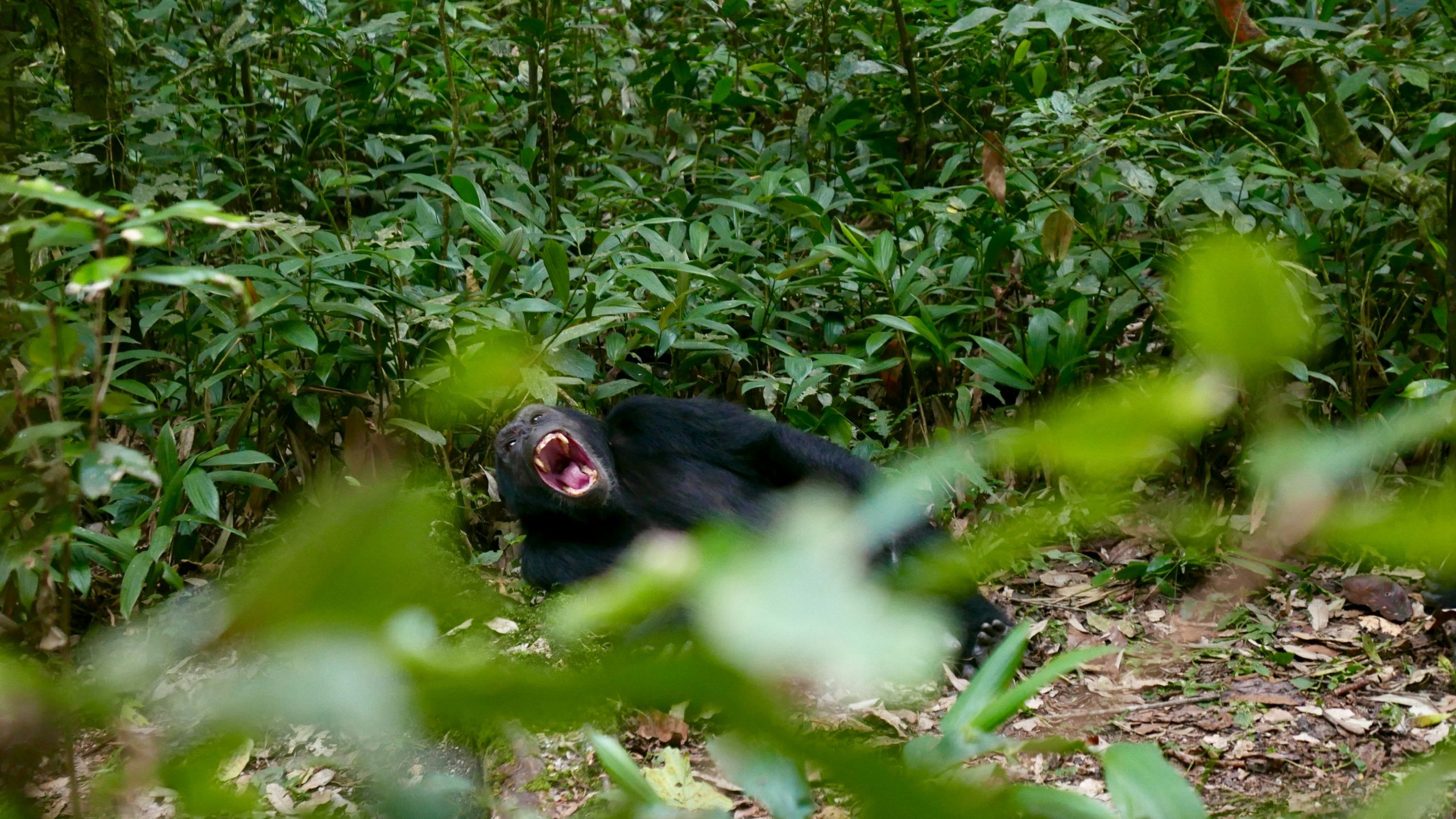 Uganda Chimp Safari
