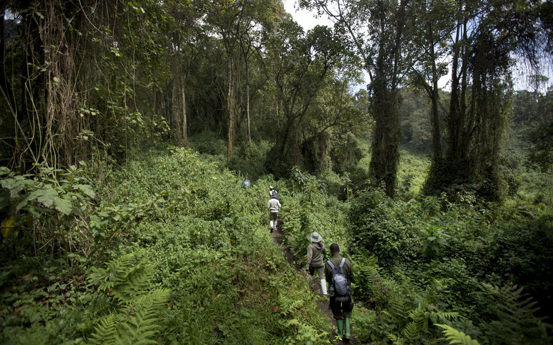 Uganda Forest Walks