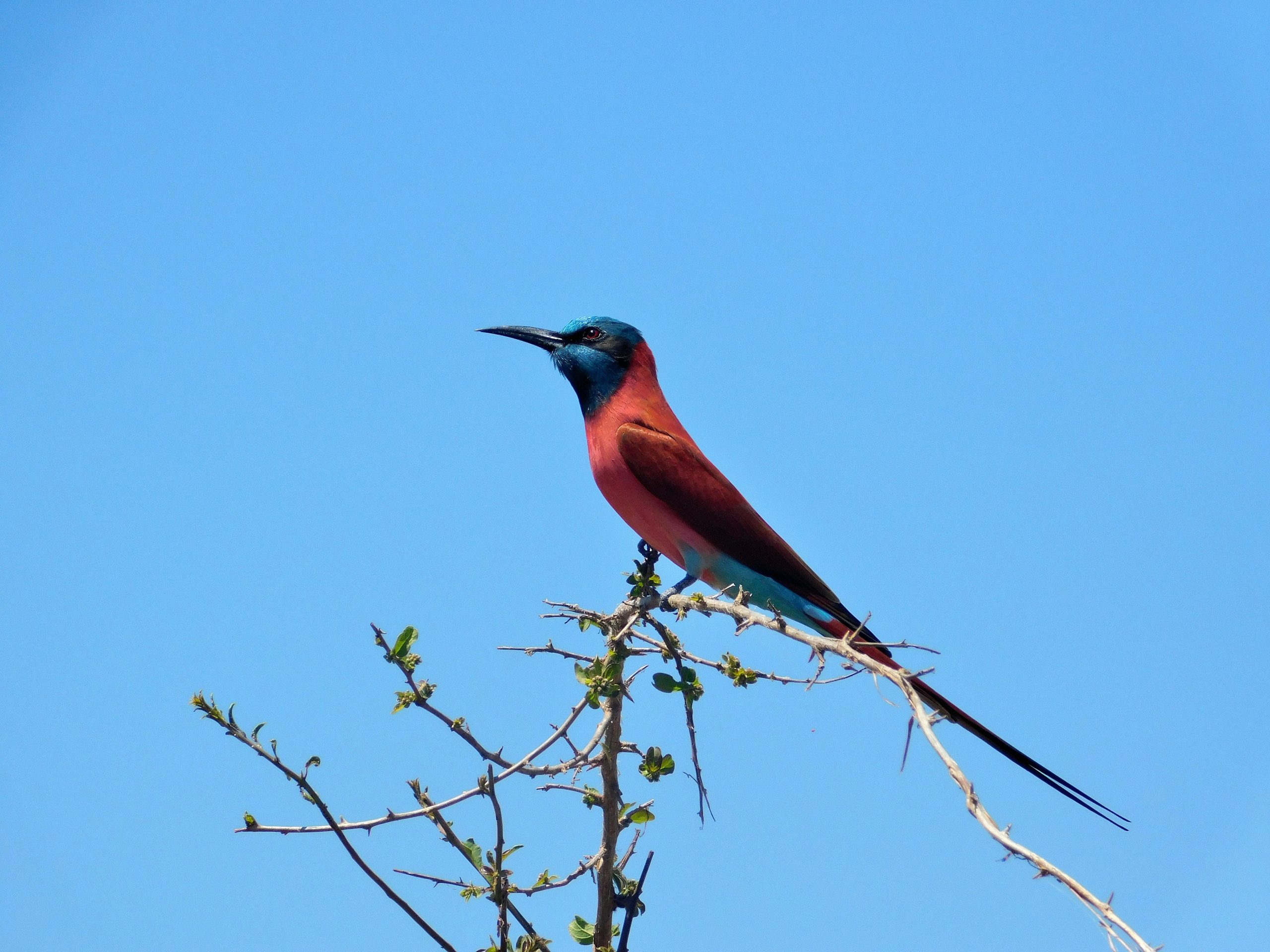 Bird Watching Tour Guide in Uganda