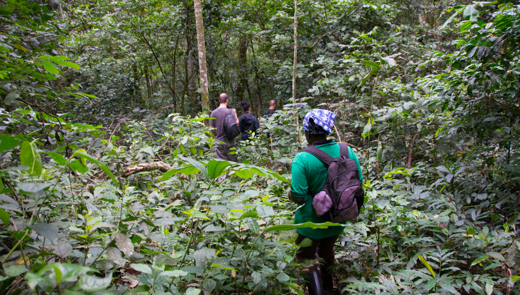 Uganda Forest Hiking