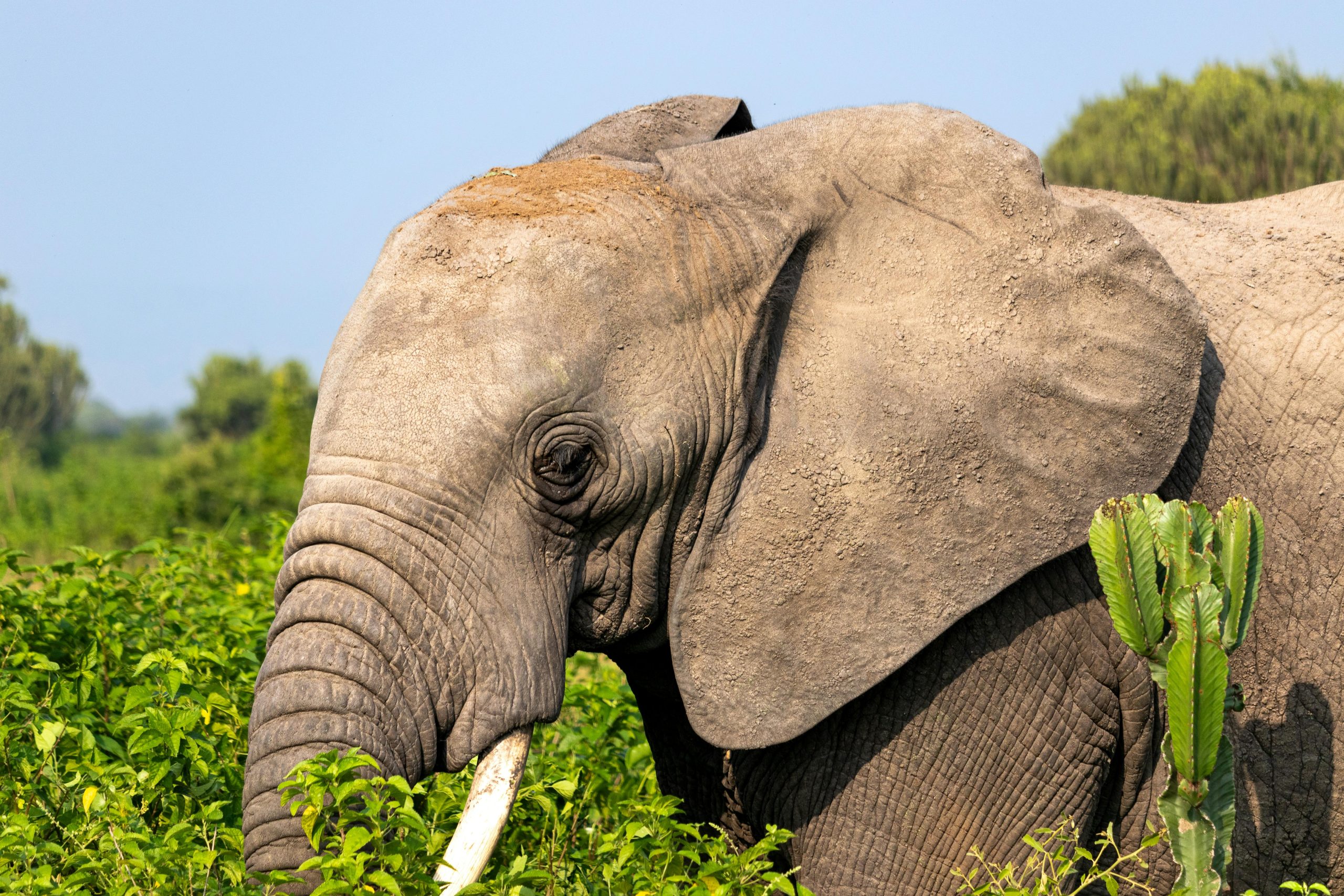 Uganda Wildlife Tours