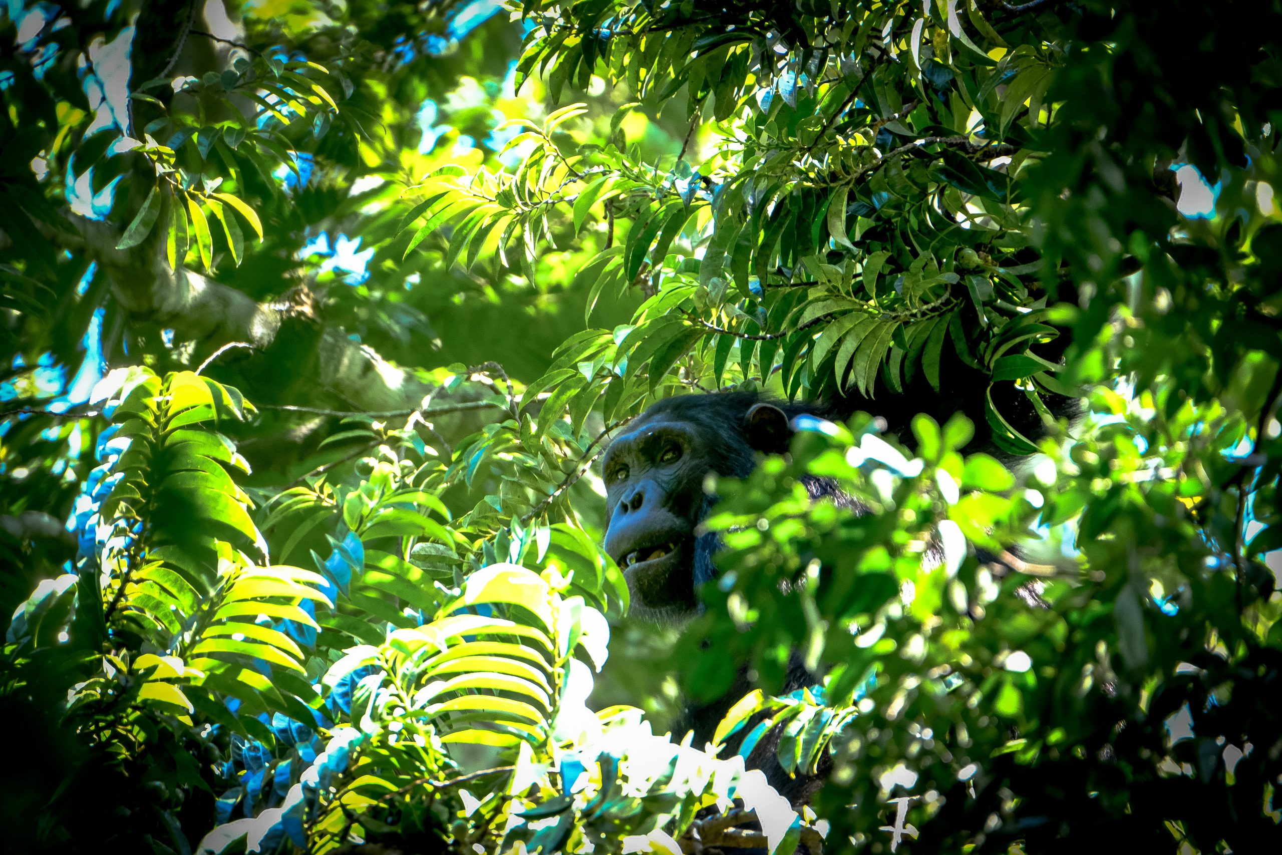 Kibale Forest Tours
