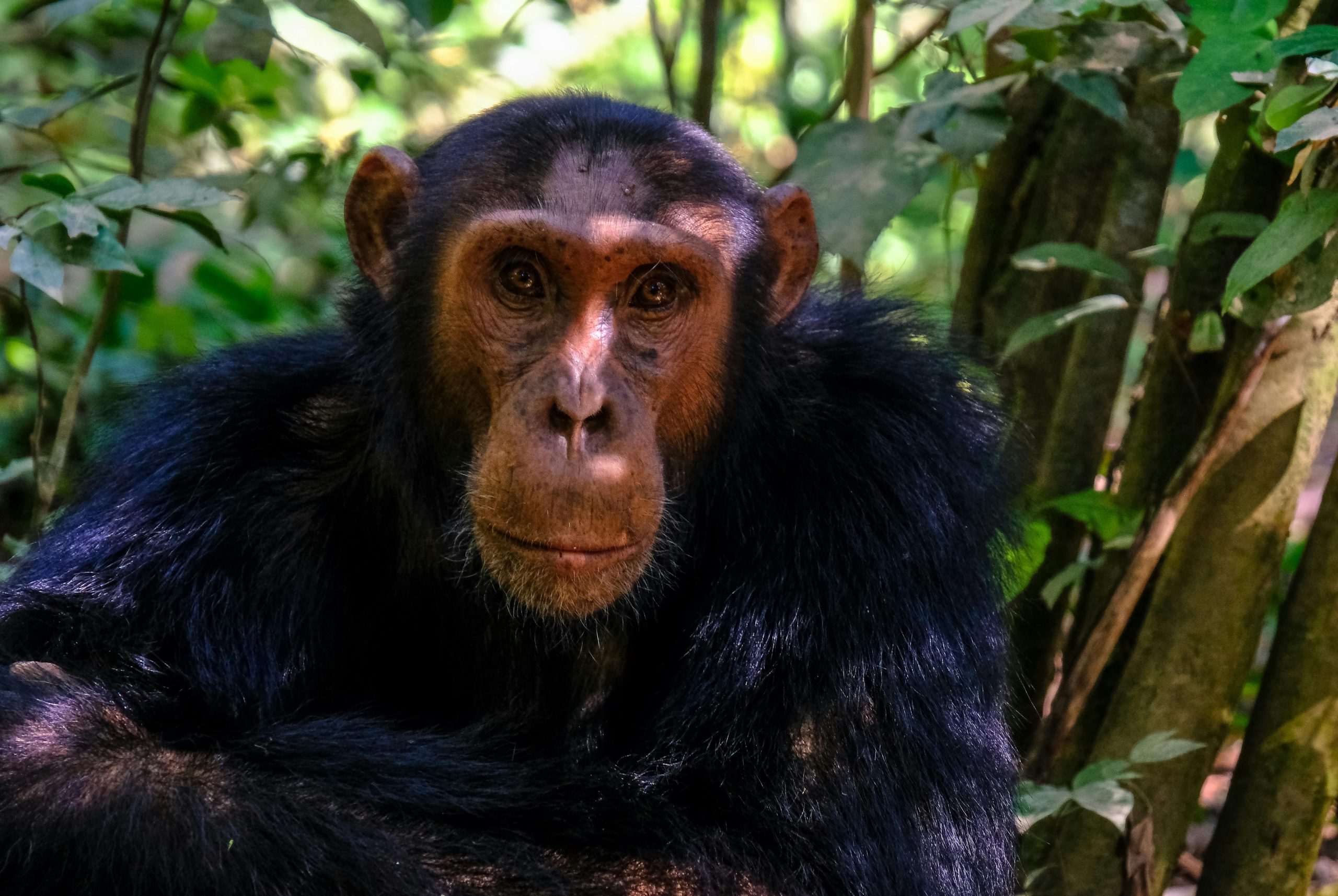 Chimpanzee Forests of Uganda