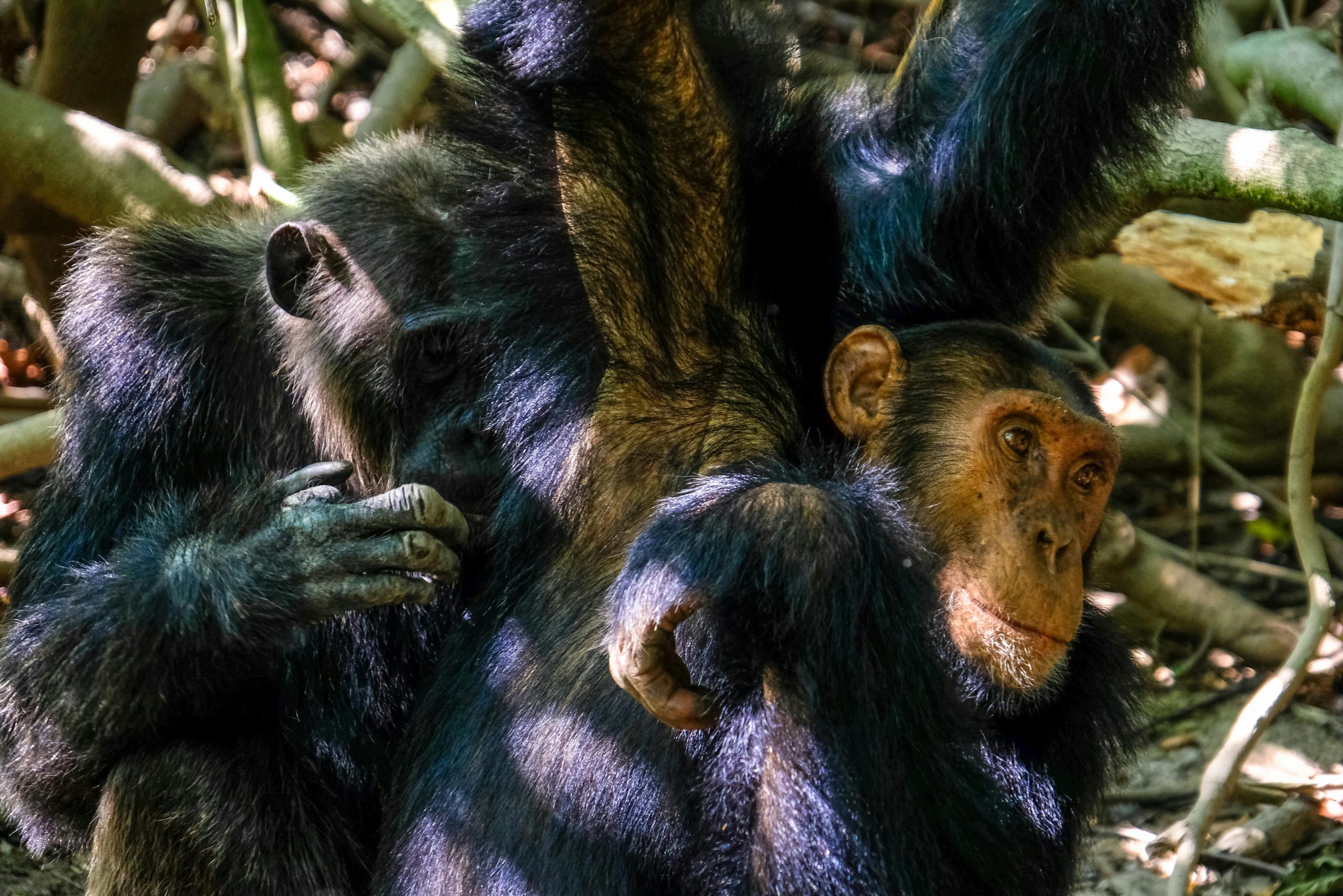 Uganda Primate Safari