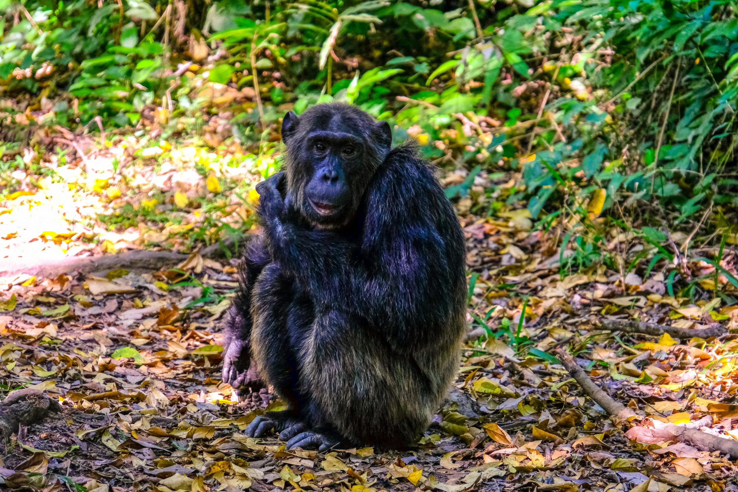 Chimpanzee Habituation Experience