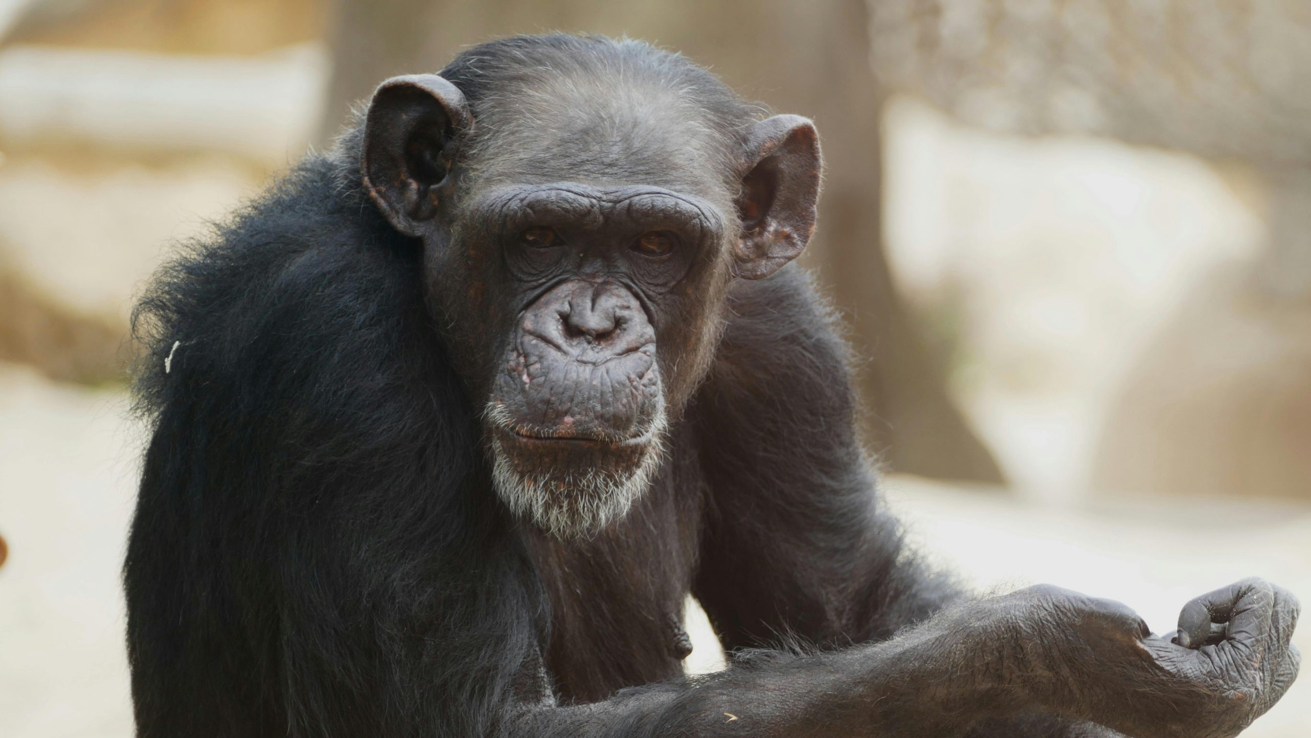 Chimpanzee Tracking Cost