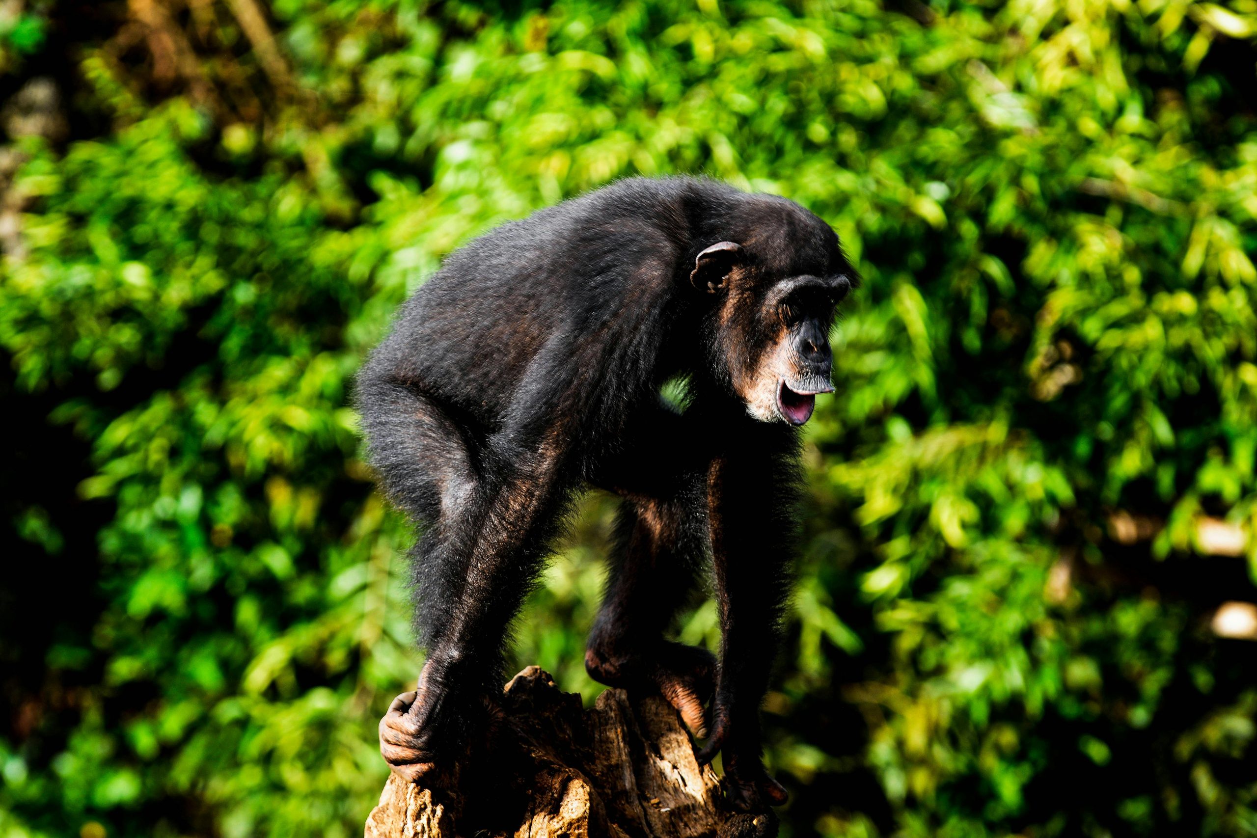 Uganda Chimp Permits